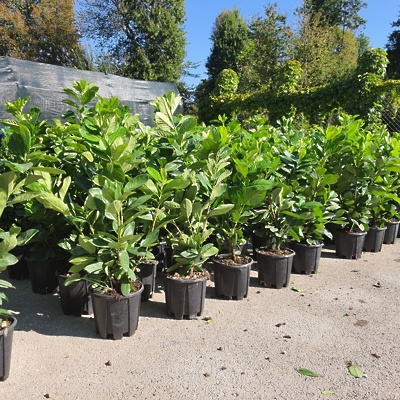 Prunus l. Novita 60-80cm LONEC