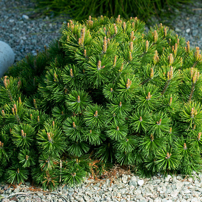 Pinus Mugo Pumillio LONEC C5