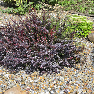 Berberis T. Atropurpurea Nana LONEC C3