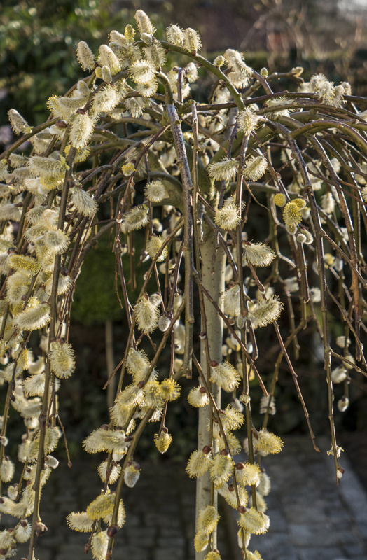 Salix caprea Kilmarnoch