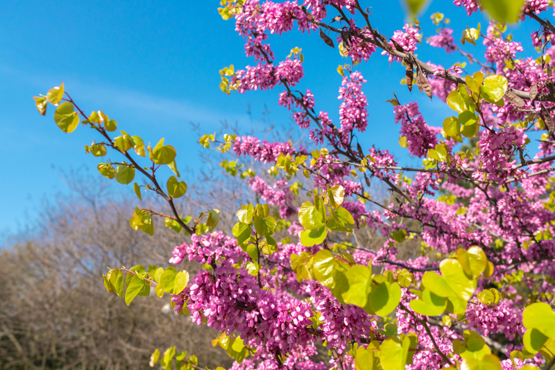 Cercis siliquastrum