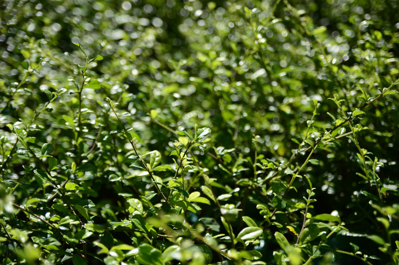 Ilex crenata - Sadike.si Ilex crenata