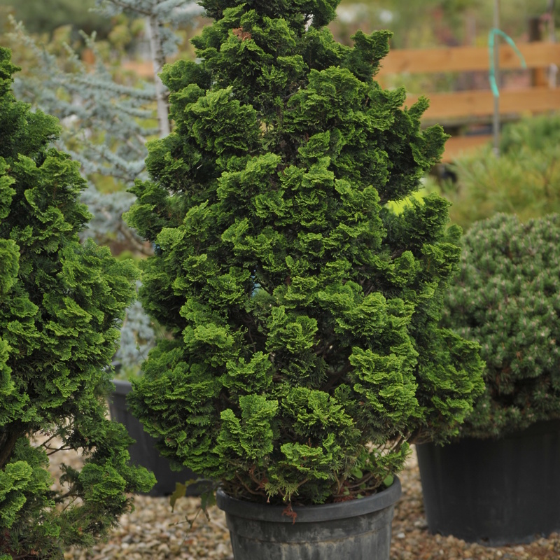 Chamaecyparis obtusa Nana Gracilis