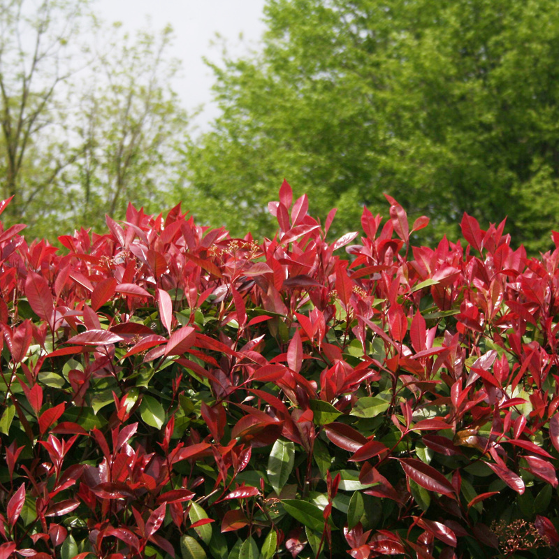 Photinia x fraeseri Red Robin
