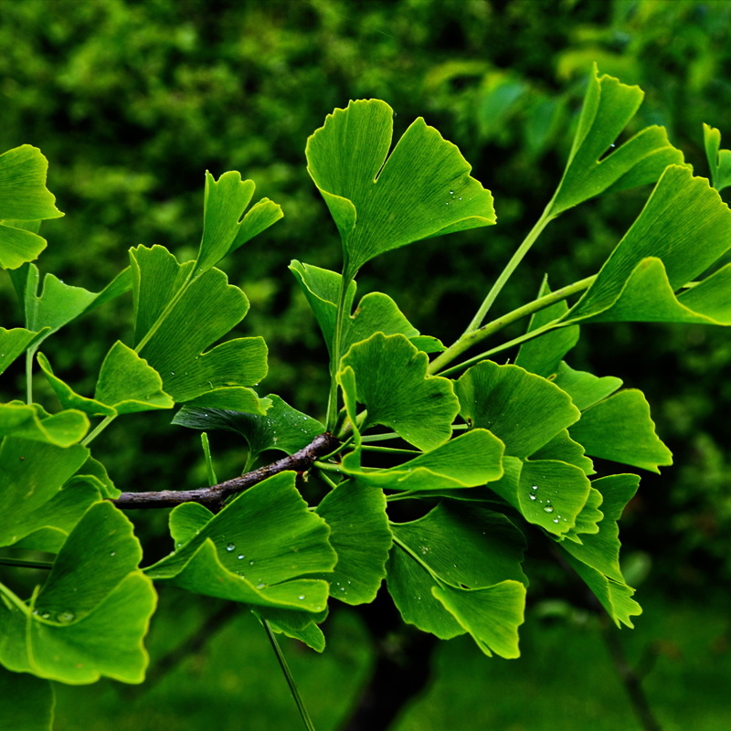 Ginko biloba