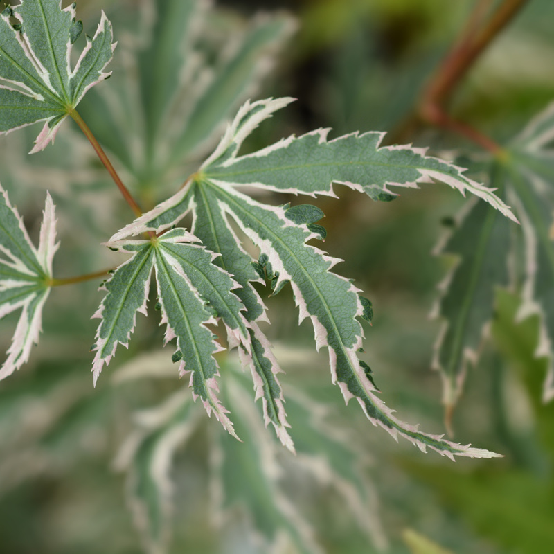 Acer palmatum Butterfly