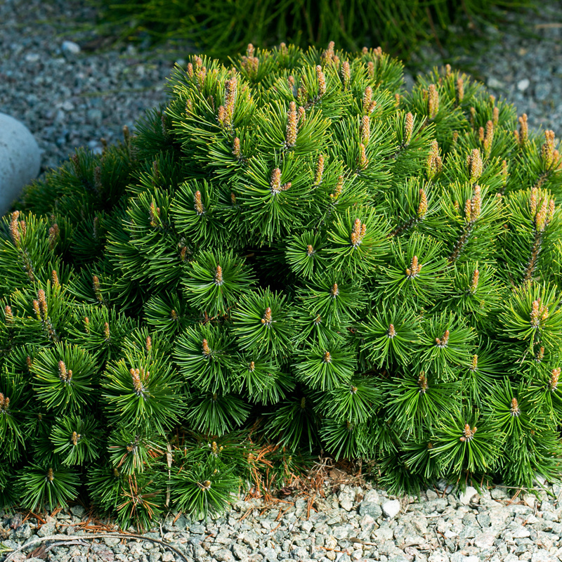 Pinus mugo var. pumilio