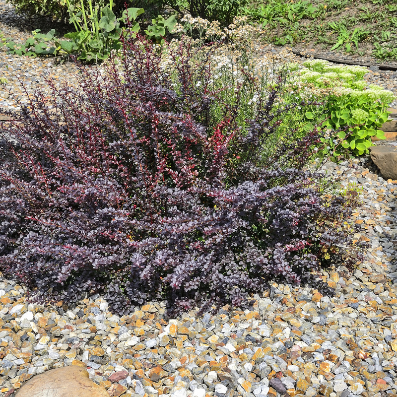 Berberis th. Atropurpurea Nana