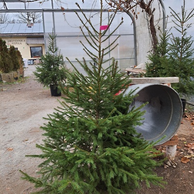 Rezana smreka Picea abies - navadna smreka 100-150cm (fotografija je simbolična)