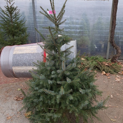 Rezana smreka Picea omorika - pančičeva smreka 100-150cm (fotografija je simbolična)