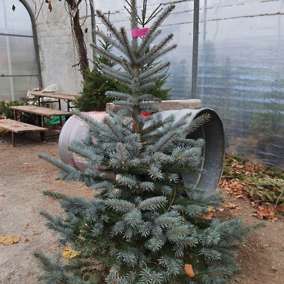 Naravna rezana novoletna drevesa