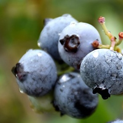 Ameriška borovnica North Blue LONEC