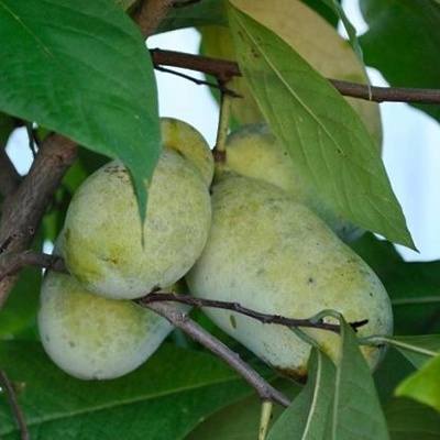 Asimina Prolific 20-40cm LONEC