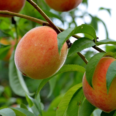 Breskev Glohaven GOLA KORENINA