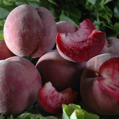 Breskev Rdeča vinogradniška (odporna) GOLA KORENINA