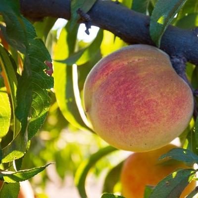 Breskev Suncrest (odporna na nizke temperature) GOLA KORENINA