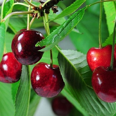 Češnja Giorgia visokodebelna SEJANEC GOLA KORENINA