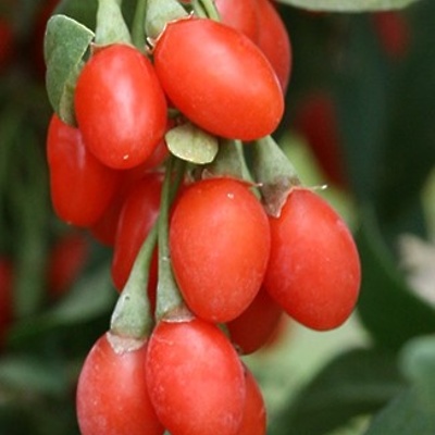 Goji jagoda LONEC
