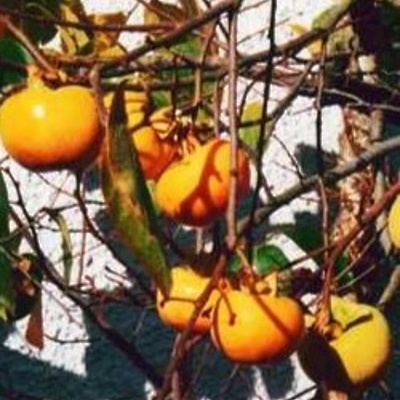 Kaki Cioccolatino LONEC