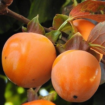 Kaki Vanilija