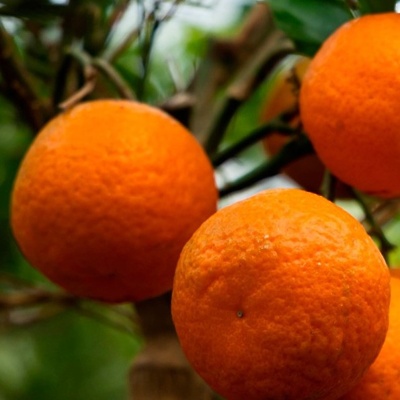 Mandarina Klementina LONEC