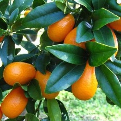 Kumkvat Neretvanski LONEC