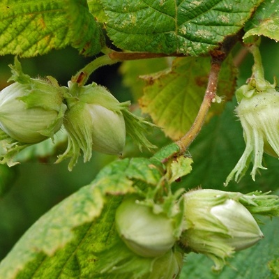 Leska Halska debeloplodna LONEC