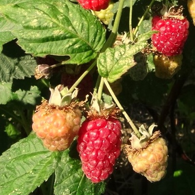 Loganberry LONEC