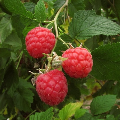 Maline (dvakrat rodne) Autumn Bliss LONEC