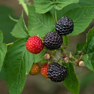 Maline (enkrat rodne) Črna Black Jewel LONEC