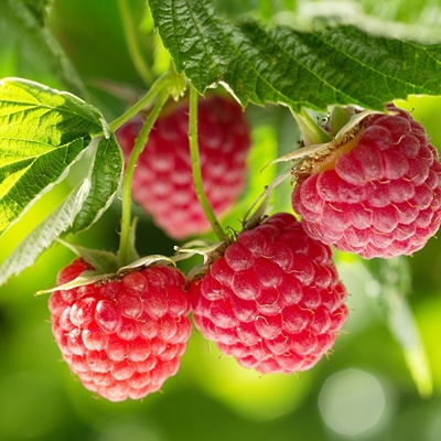 Malina Glen Ample (brez trnov) gola korenina