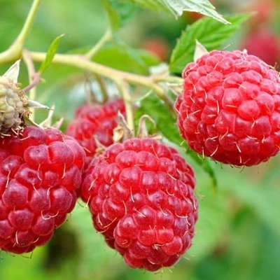 Maline (dvakrat rodne) Heritage LONEC