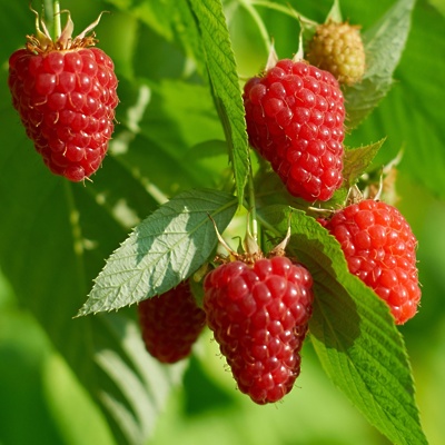 Maline (dvakrat rodne) Himbo Top LONEC