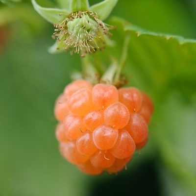 Maline (dvakrat rodne) Oranžna Valentina LONEC