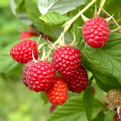 Maline (dvakrat rodne) Polka LONEC