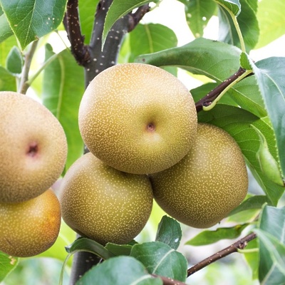 Nashi Hosui gola korenina