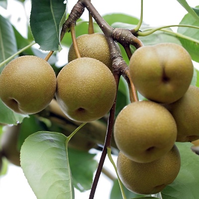 Nashi Kosui gola korenina