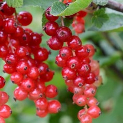 Ribez Rdeči Rovada LONEC