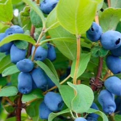 Sibirska borovnica Borealis