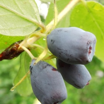 Sibirska borovnica Wojtek