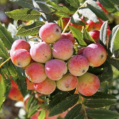 Sorbus Domestica / Skorš 40-60cm LONEC