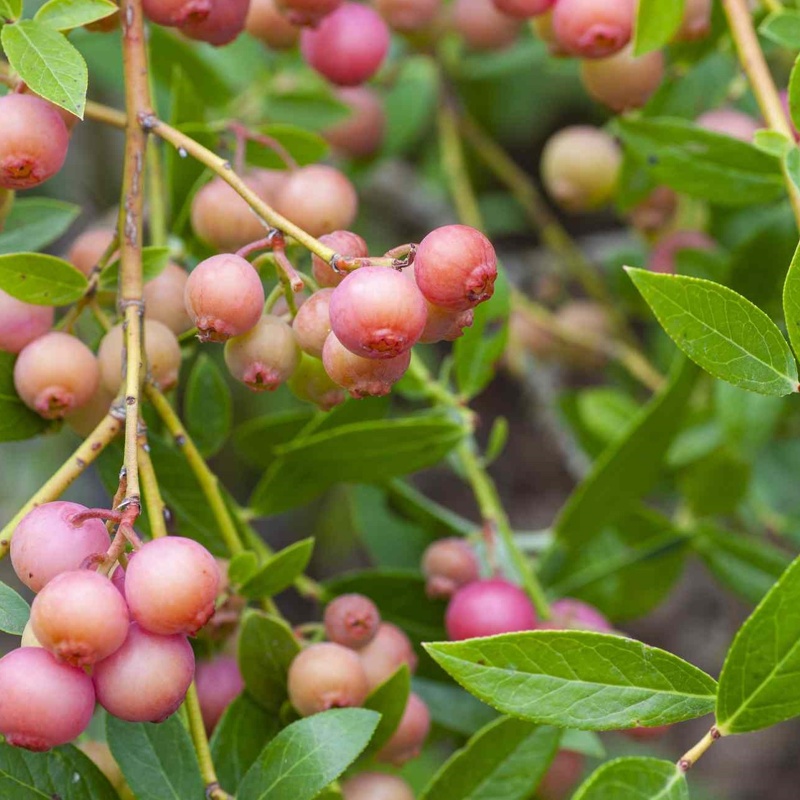 ameriska borovnica pink limonade
