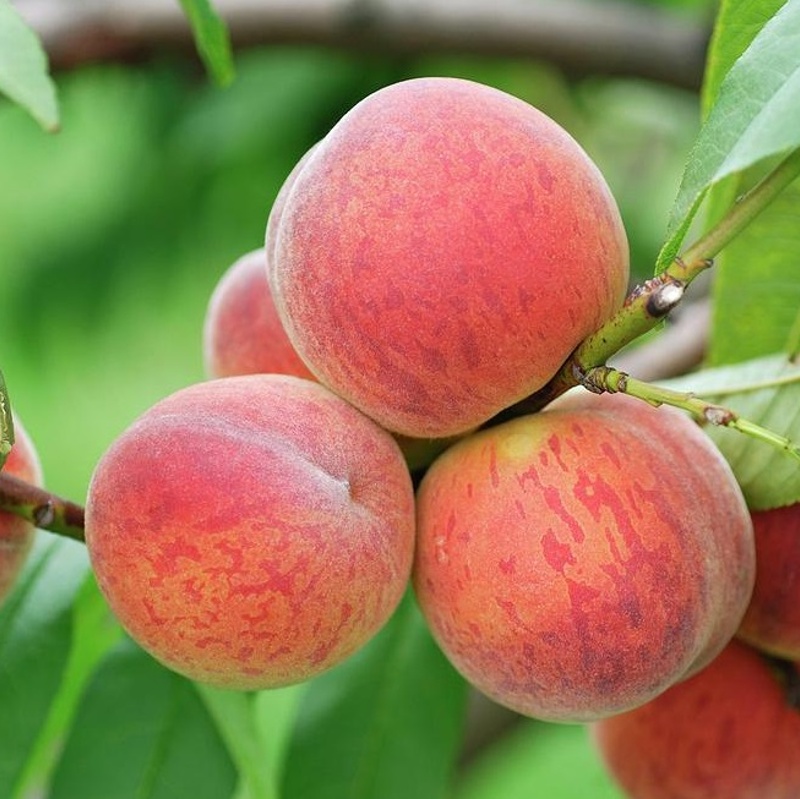 breskev vinogradniska