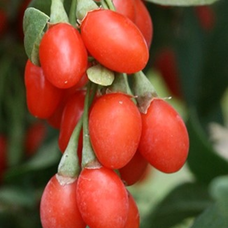 goji jagoda