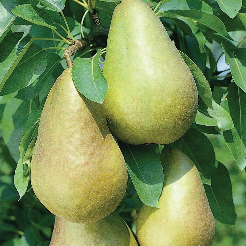 hruska pastorjevka