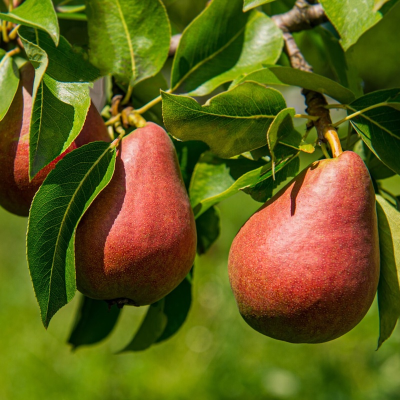 hruska rdeca viljamovka