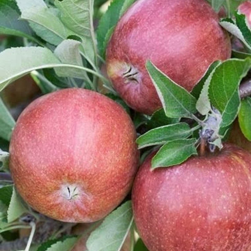 jablana braeburn