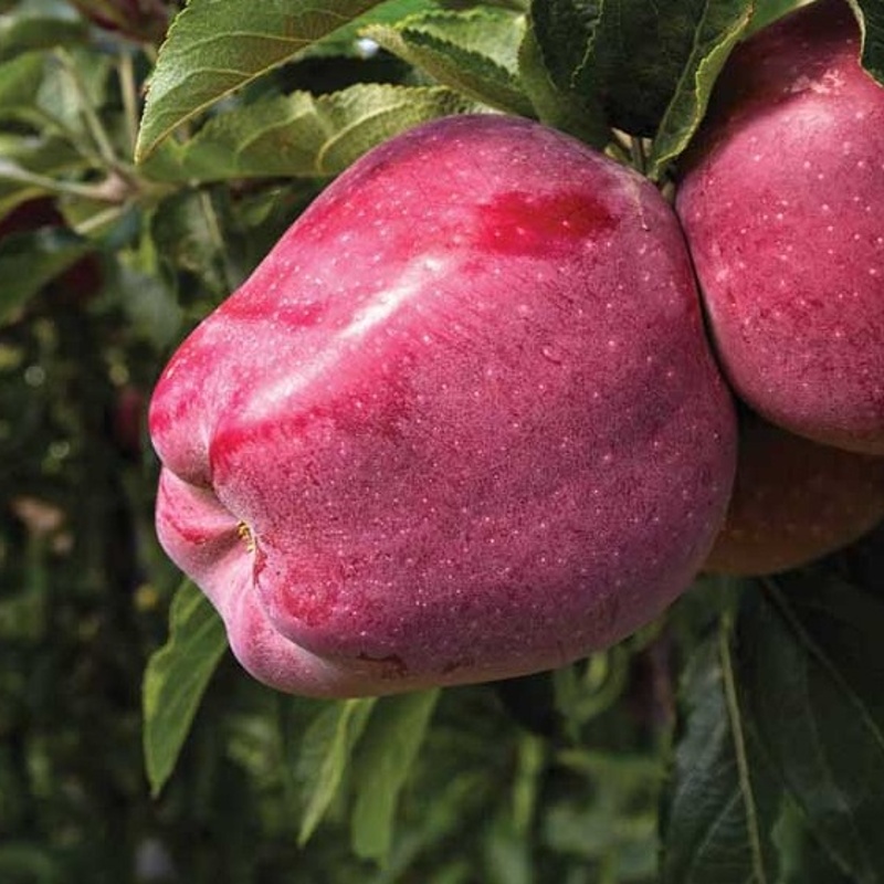 jablana rdeci jesenski kalvil