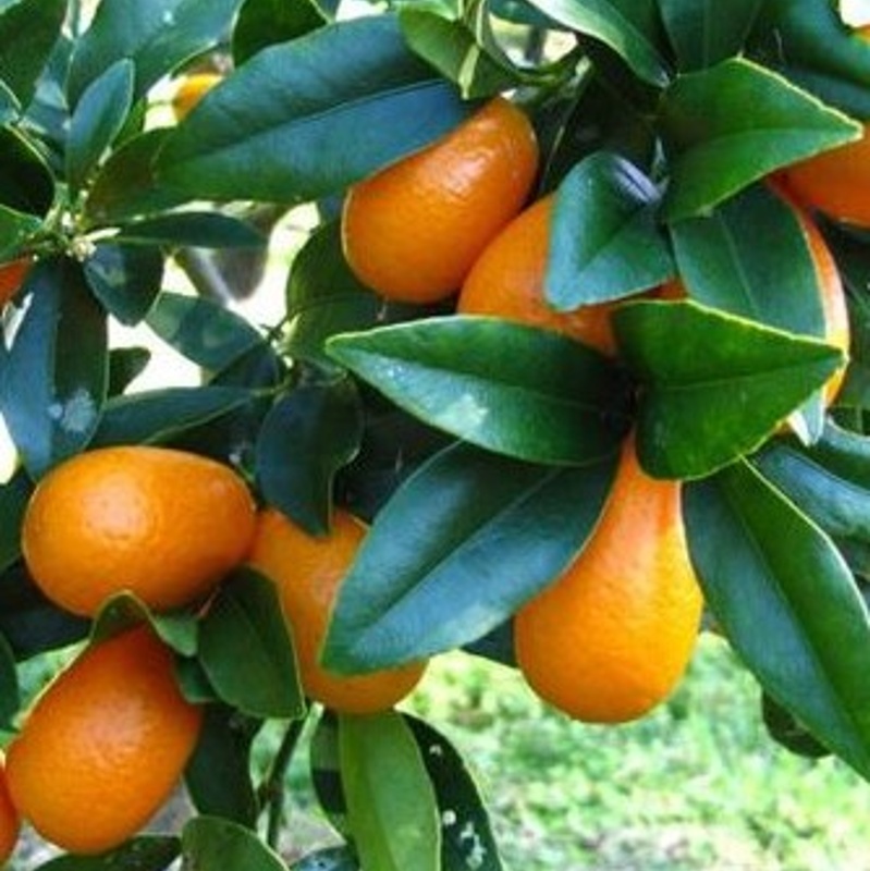 kumkvat fortunella
