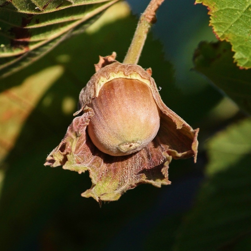 leska tonda di giffoni